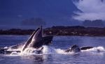 Humpback whales bubblenet feeding